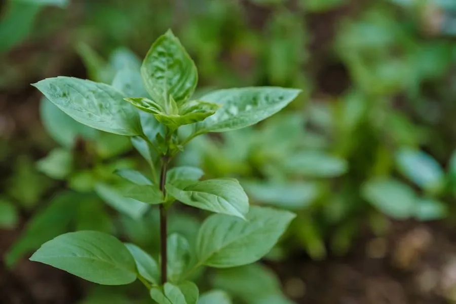 Quali sono le soluzioni per rendere una cucina più ecologica e sostenibile?